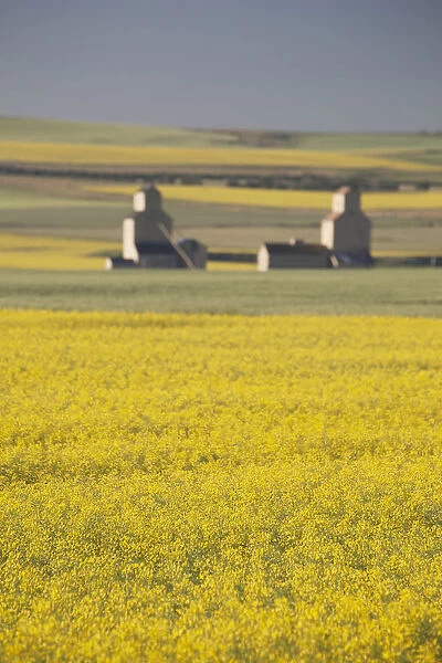 Two Old Wooden Grain Elevators At Sunrise With Flowering Canola Fields In The Foreground And Background; Mosleigh, Alberta, Canada
