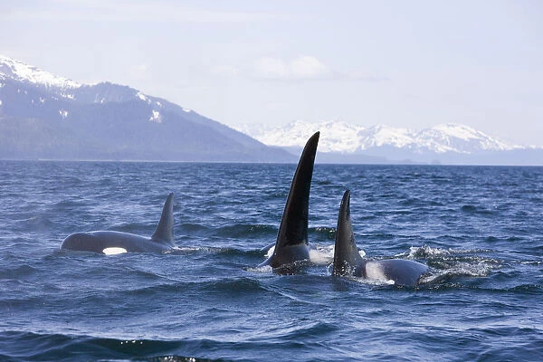 Orca Whales Surface In Lynn Canal With Chilkat Mountains In The Distance, Inside Passage, Alaska