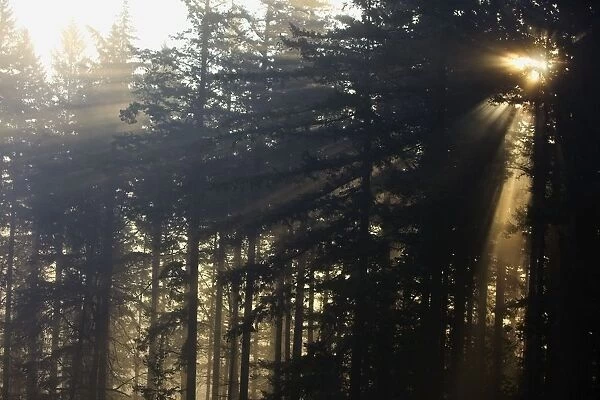 Oregon Cascades, Oregon, United States Of America; Sun Shining Through The Trees And Fog