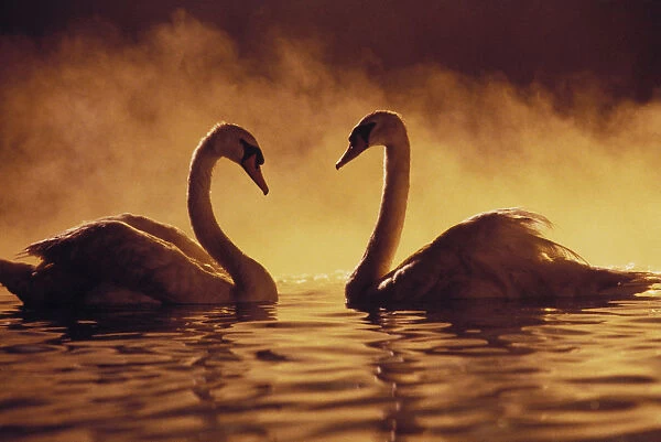 Pair Of African Swans Swimming Toward Each Other, Misty Romantic