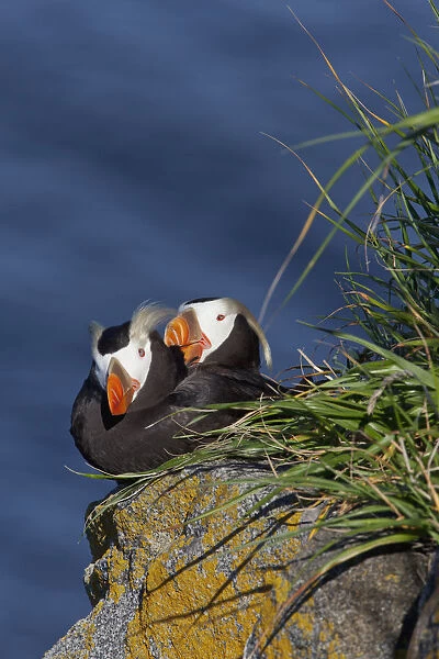 Pair Of Tufted Puffins (Fratercula Cirrhata) Preening On A Lichen Covered Boulder In Afternoon Sunshine, Walrus Islands State Game Sanctuary, Round Island, Bristol Bay, Alaska