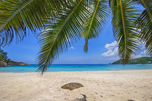 Palm Fronds and Anse Intendance with Turqouise Water, Mahe, Seychelles