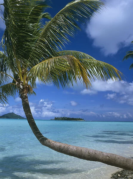 Palm Tree Leaning Over Sea