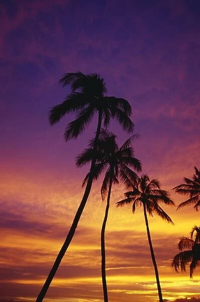 Palm Tree Silhouettes, Sunset, Waikiki Beach, Hawaii, Usa