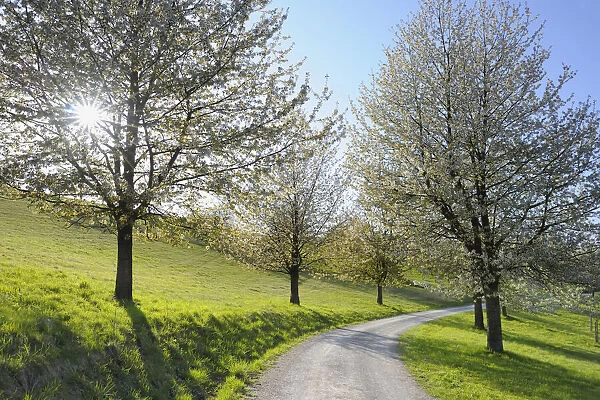 Path and Cherry Trees, Moembris, Aschaffenburg, Franconia, Bavaria, Germany