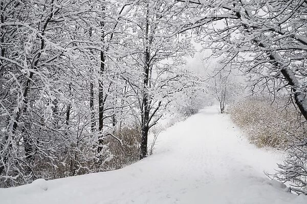A Path Lined With Trees And Covered In Snow; Quebec, Canada