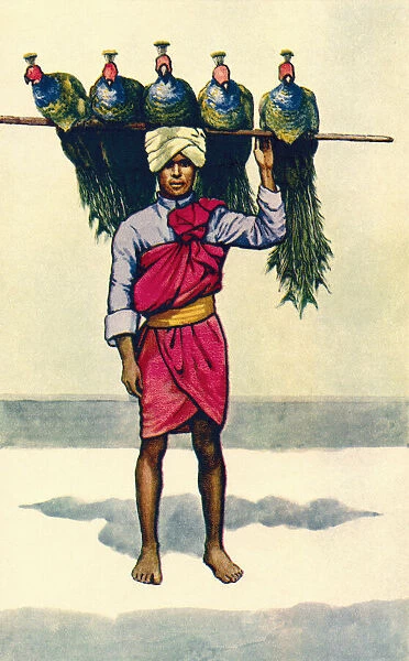 A peacock seller in India. Peacocks are sold for their meat and feathers. From a contemporary print, c. 1935; Artwork
