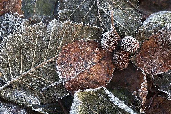 Pile Of Frosty Autumn Coloured Leaves And Pine Cones; Alaska, United States Of America