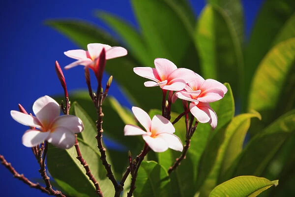 Pink Plumeria Blossoms Growing From Tree, Blue Sky
