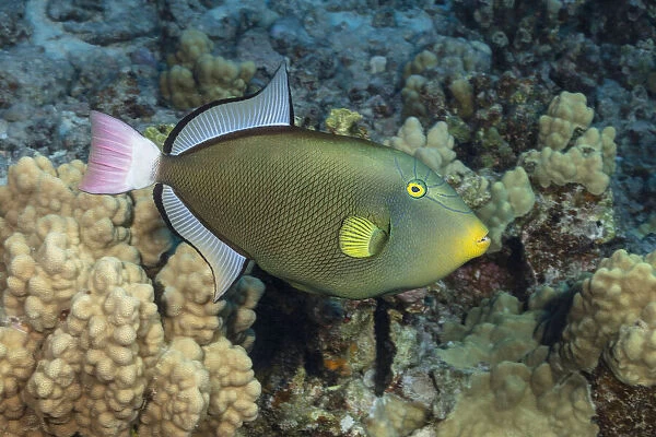Pinktail Durgon, Melichthys vidua, Hawaii, USA