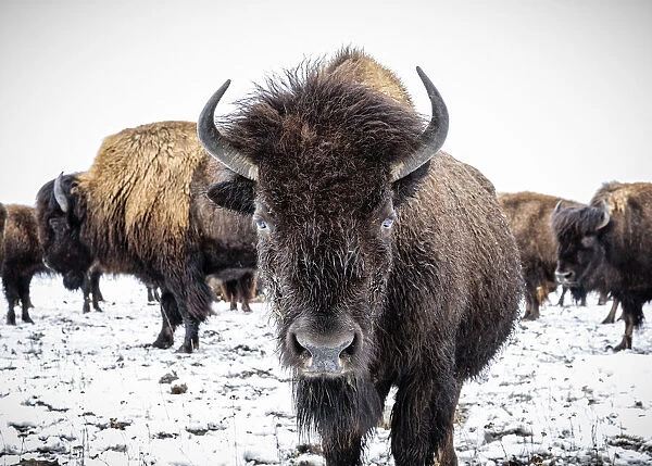 Plains Bison in snow