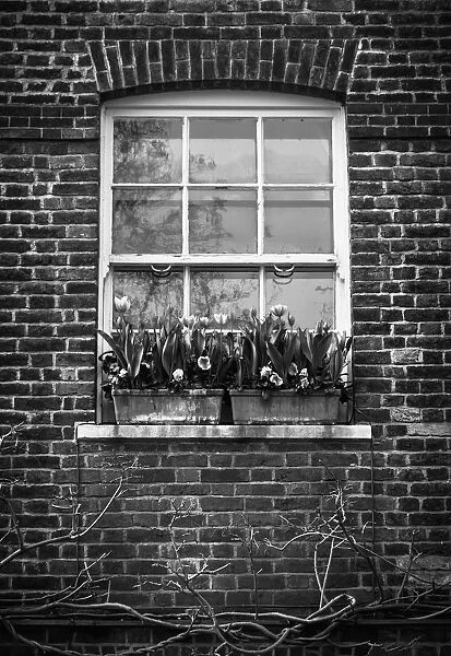 Two Planters Hold Blooming Flowers On A Windowsill; London, England