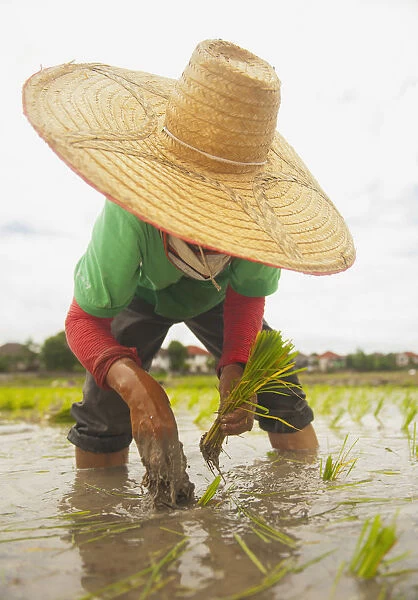 Planting new rice; Chiang mai thailand