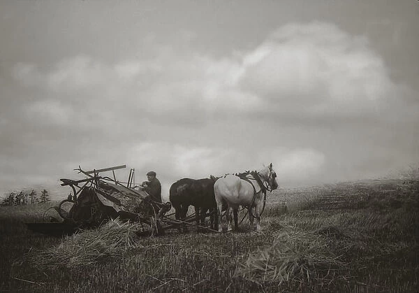 Ploughing the fields in 1900, horses and farmer with harvesting machine