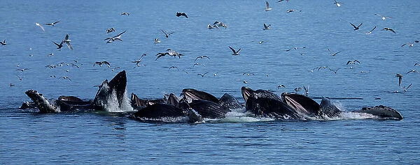 A pod of humpback whales bubble-net feeding in the Inside Passage