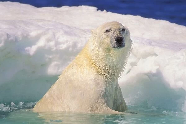 Polar Bear In Ice Pool