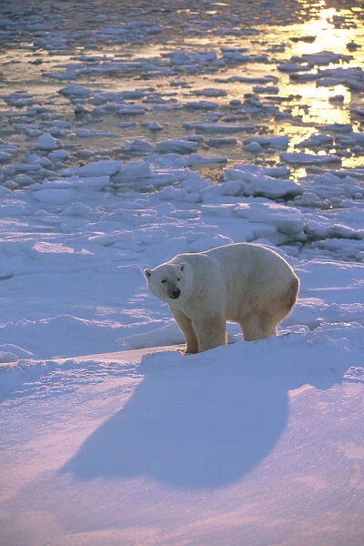 Polar Bear Lying On Ice @ Sunset Hudson Bay Canada Churchill Winter Manitoba