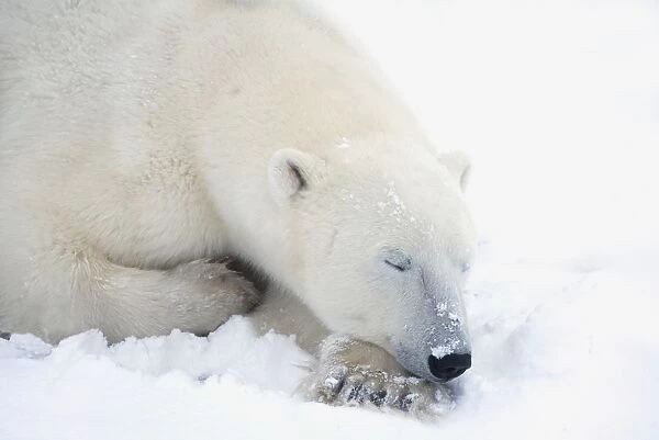 Polar Bear (Ursus Maritimus) Has His Eyes Closed During A Very Peaceful Sleep; Churchill, Manitoba, Canada