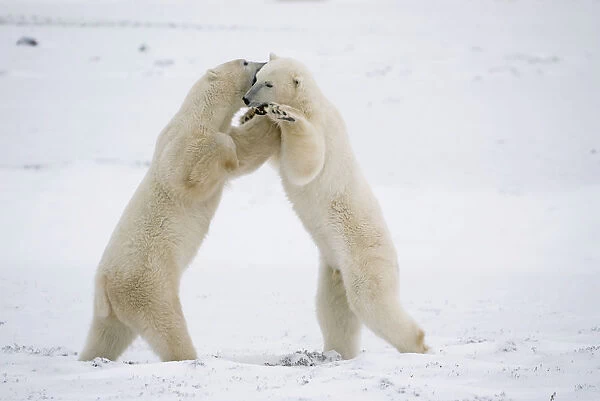 Polar Bears On Hind Feet Play Fighting At Churchill, Manitoba, Canada