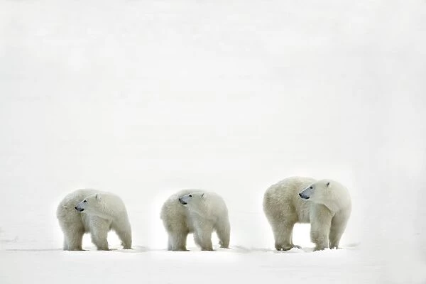 Polar Bears Looking Over Their Shoulders