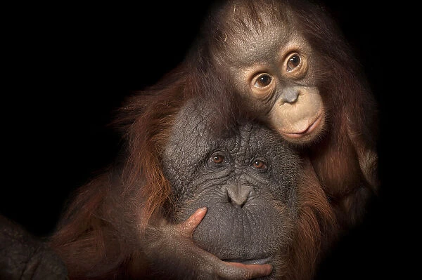 Portrait of a baby Bornean orangutan with it's mother