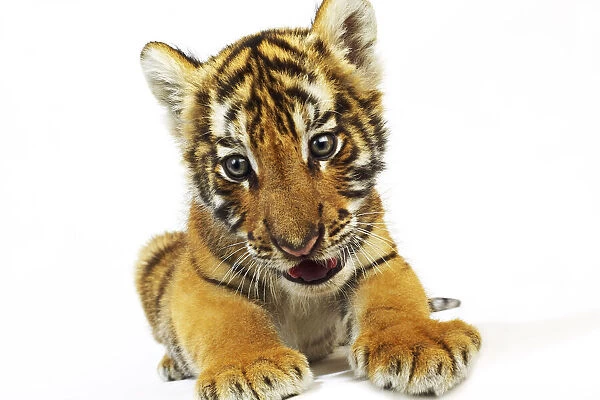 Portrait of Bengal Tiger Cub