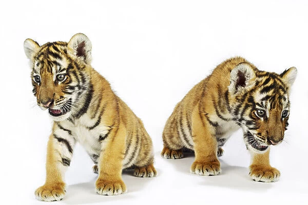 Portrait of Bengal Tiger Cubs