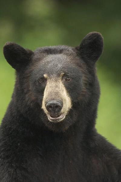 Portrait Of Black Bear Minnesota Summer Digital  /  Nnot Captive