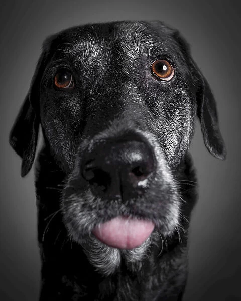 Portrait of a black labrador retriever on a black background