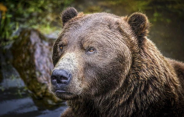 Portrait of a brown bear at the Fortress of the Bear in Sitka, Alaska, USA