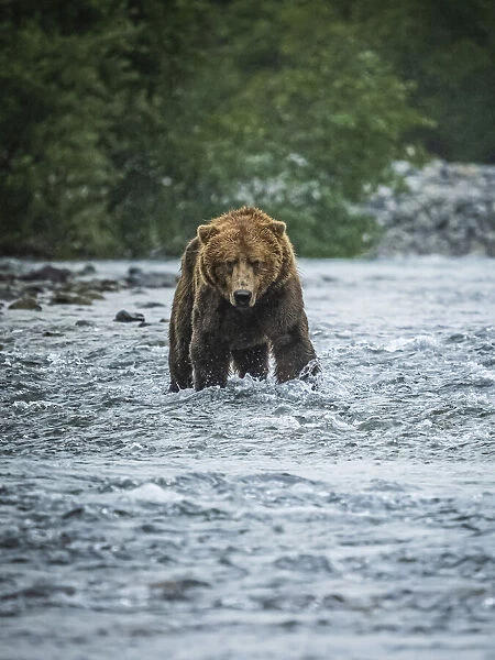 Portrait of a Coastal Brown Bear (Ursus arctos horribilis) standing in the water fishing for salmon in Geographic Harbor; Katmai National Park and Preserve, Alaska, United States of America