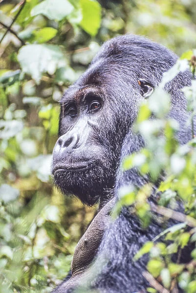 Portrait of eastern gorilla (Gorilla beringei) through the leaves in the jungle, Rwanda, Africa