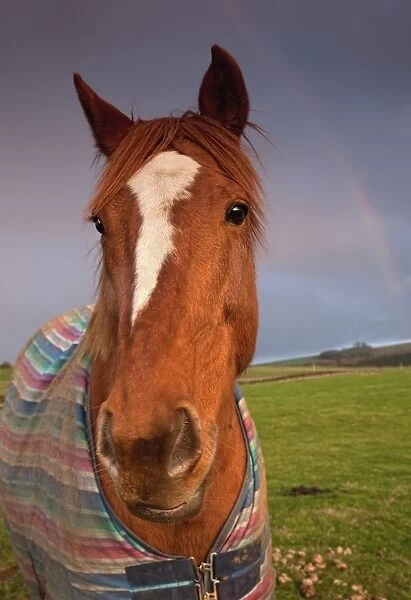 Portrait Of A Horse With A Rainbow In The Sky