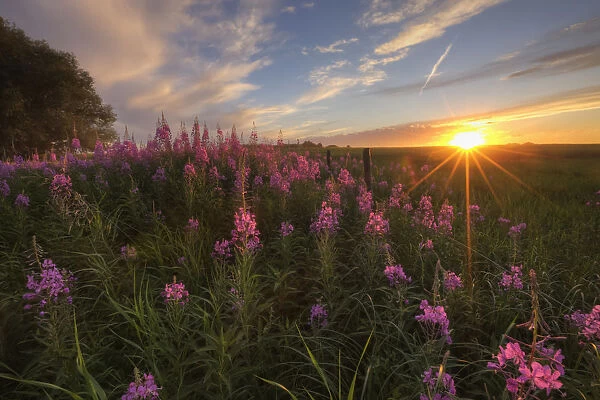 Prairie Wildflowers During Sunset In Central Alberta