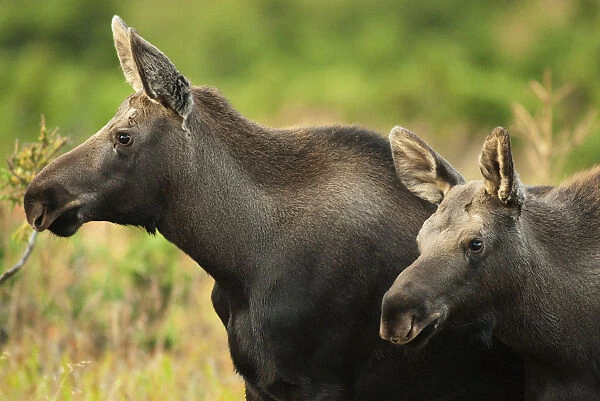 Profile View Of A Moose Cow And Her Calf Remaining Alert During Rutting Season In Chugach State Park, Near Anchorage, Southcentral Alaska, Fall  /  N