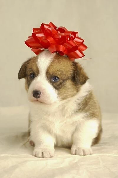 Puppy Wearing A Red Bow
