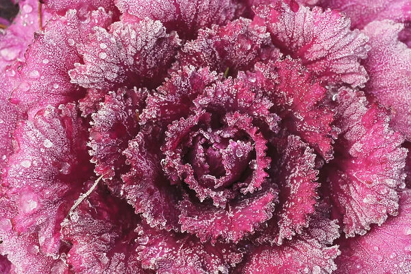 Purple cabbage on a frosty morning; Mill creek washington united states of america