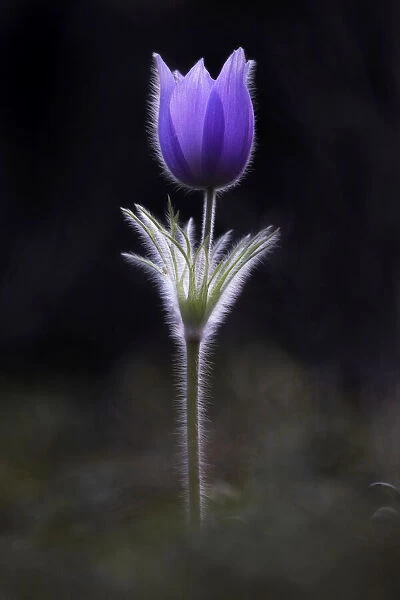 Purple tulip illuminated with plant hairs glowing and mist around the stem; Studio