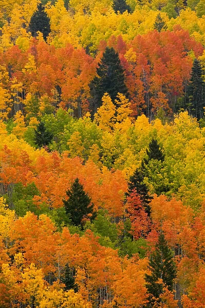 Quaking Aspen and Ponderosa Pine trees display fall colors