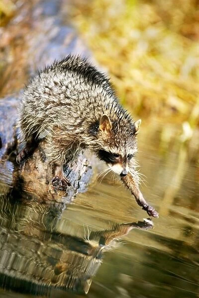 Raccoon Fishing