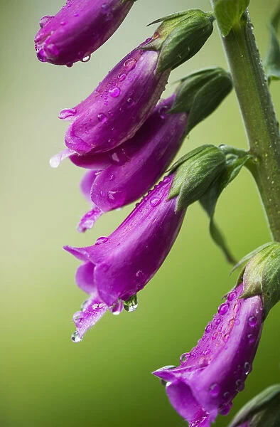 Raindrops Cling To Foxglove Petals; Astoria, Oregon, United States Of America