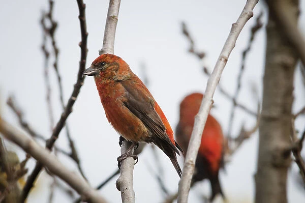 Red Crossbills Perch In A Willow; Astoria, Oregon, United States Of America