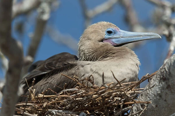 Red-Footed Booby (Sula Sula) Sitting In A Nest; Galapagos, Equador