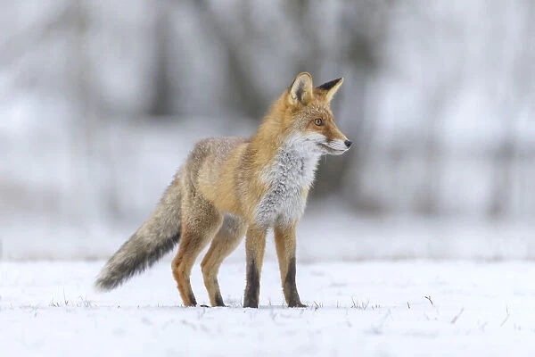 Red Fox stalking prey in snow