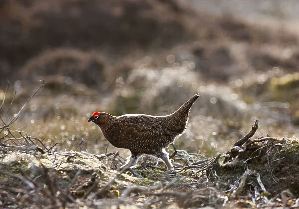 Red Grouse (Lagopus Lagopus Scotica) Walking On The Ground; Yorkshire Dales England