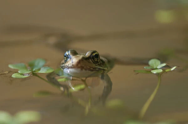 A Red-Legged Frog Floats In A Pond; Astoria, Oregon, United States Of America