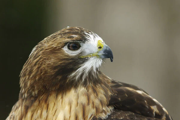 Red-Tailed Hawk In Ecomuseum Zoo, Ste-Anne-De-Bellevue, Quebec, Canada