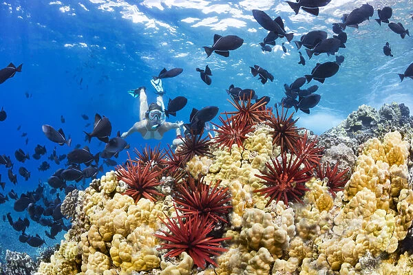 Reef scene with snorkeler, Hawaii