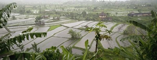 Rice Terrace, Bali, Indonesia
