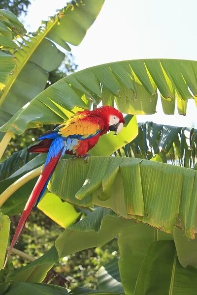 Roatan, Bay Islands, Honduras;A Scarlet Macaw (Ara Macao) In The Rehab Center & Forest Preserve On Mango Key Across From Coxen Hole